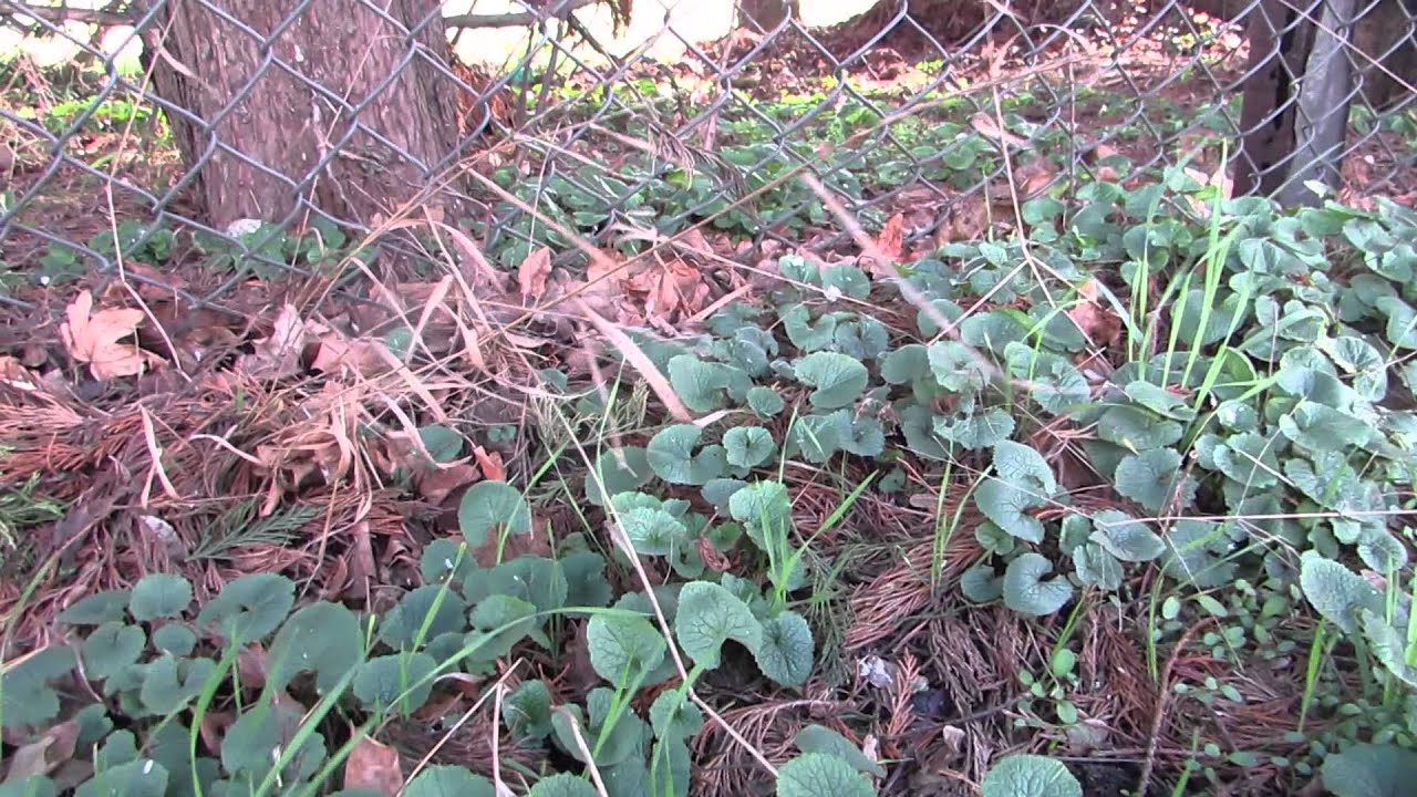 Foraging Jack-by-the-hedge (Alliaria petiolata) - YouTube