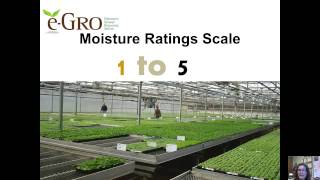 Watering Plugs and Bedding Plants