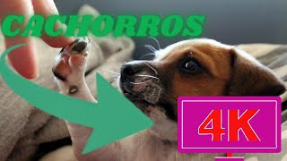 CACHORROS 4 K - 4 K RESOLUO  (4K Resolution )