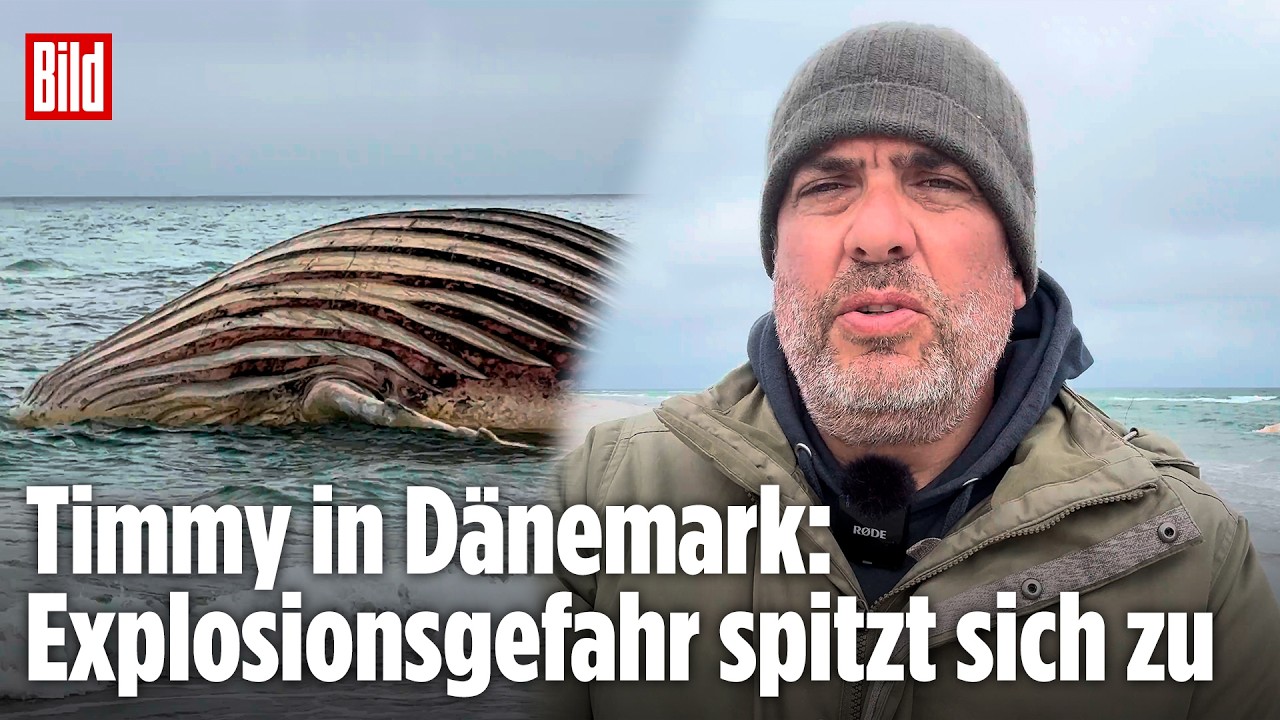 WAL-DRAMA IN DÄNEMARK: Timmy bläht sich immer weiter auf!