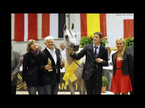 ESSTEEMA Offspring - Sax arabians Germany