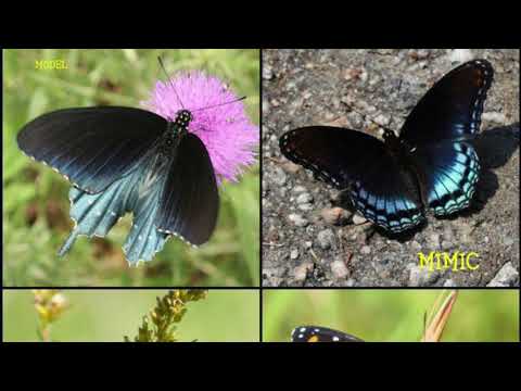 2021 Lahtinen Coloration - Abdulraheem