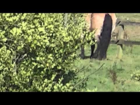 MongoTV_561 - Del 14 - Fede John På Skovtur Og Søndagsudflugt - 23.August 2015