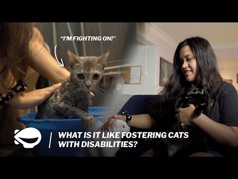 The fosterer who cares for disabled cats in Singapore | This Is Us