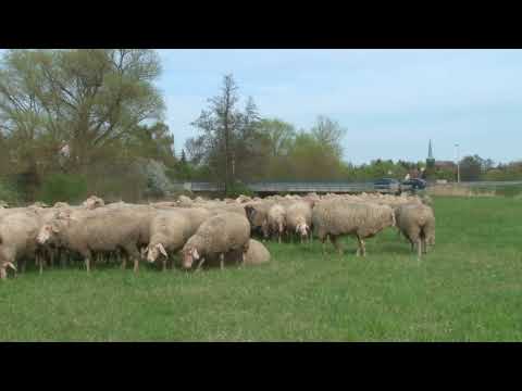 DIE SCHAFHERDE VOM AURACHTAL