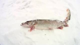 Рыбалка в калужской области мандрино