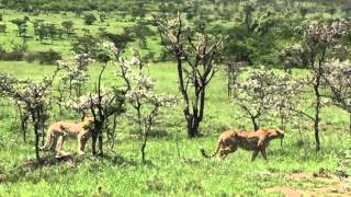 Basecamp Explorer Kenya - Maasai Mara