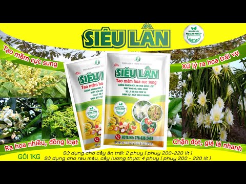 SIÊU LÂN       KÍCH_HOA # TẠO_MẦM