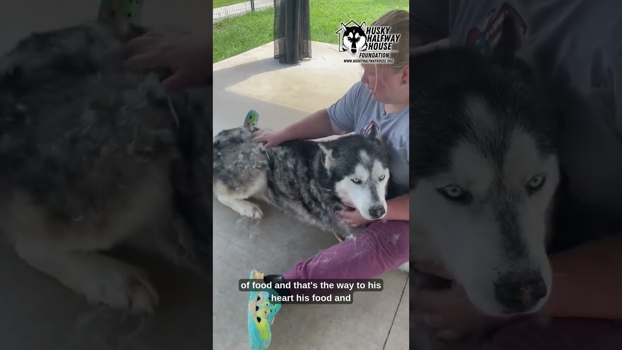 Goober, a Adoptable Husky in Eufaula, OK video 3/3