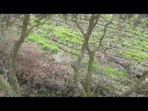 Taille d'éclaircie chêne vert guérande abattage élagage vert d'horizon 2