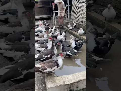 Cách hay của trại nuôi ngan vịt