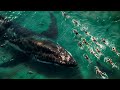 At The Swimming Olympics 100 Racers Are Unaware Of A Deadly Creature Following Them