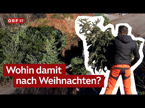 Disposing of Christmas trees | South Tyrol Today, January 8, 2026