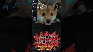 豆柴さつきの何気ない日常　動物病院編 #柴犬 #shibainu #癒し