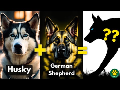 5 AMAZING Husky Mix Breed Dogs You Don't Know About