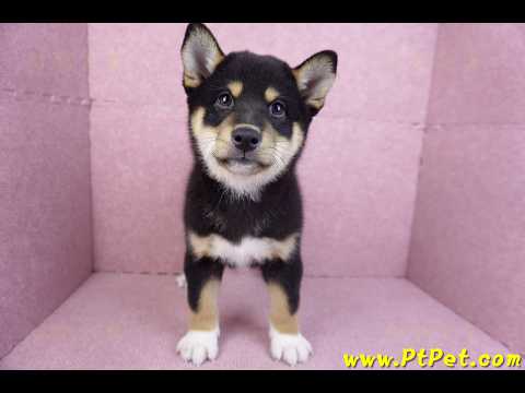 11/08黑色柴犬公幼犬(桃園蘆竹)