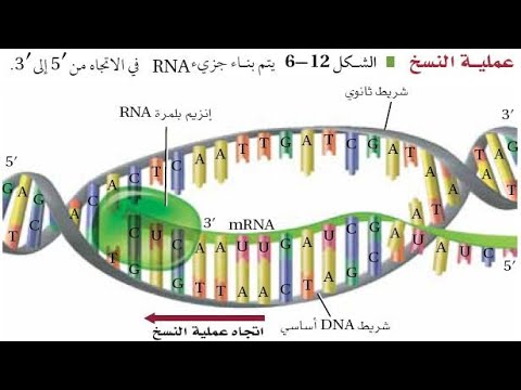 البروتين وDNA و RNA -الجزء الثاني- بريدج