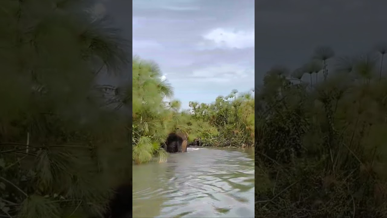 GIANT ELEPHANT 🐘 COOL DIP IN A RIVER | WILDLIFE | SAFARI | CAPE TOWN 🔥❤️💕 #travel #tourism #africa 👊