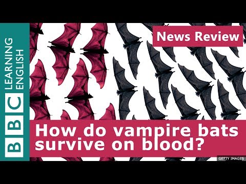 How do vampire bats survive on blood? BBC News Review