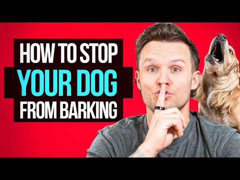 How to stop your dog from barking forever!