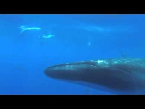 Frank Borell - Spaceflake (Buddhastic mix)_Full-HD