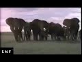 PTV Park Spot Animal Talk Elephants 1997 Full Version HQ