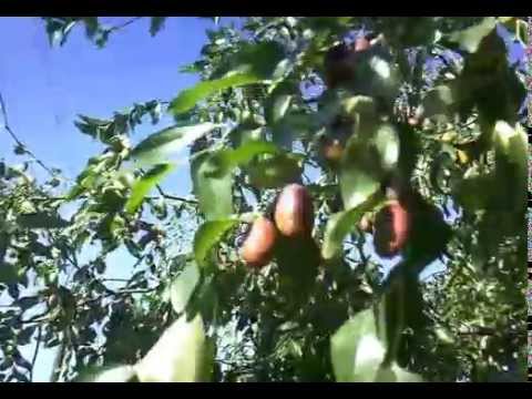 kineska urma.mp4-2 deo