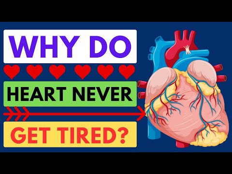 Why Human Heart Muscles Not Get Tired - BZU Science