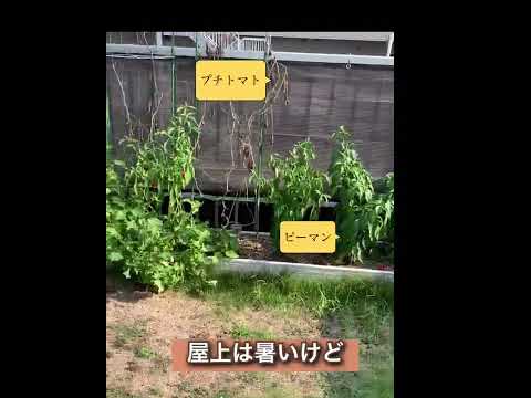 屋外に日本庭園を設置するにはどうすればよいですか？成功するための専門家の 5 つのヒント!  庭園