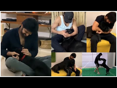 Actor Naga Shourya Playing With His Dog Boo | TFPC