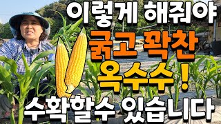 옥수수 이렇게 해주면 꽉차고 큰 옥수수를 수확할 수 있습니다. 옥수수 곁순제거 주말농장 텃밭 귀농귀촌