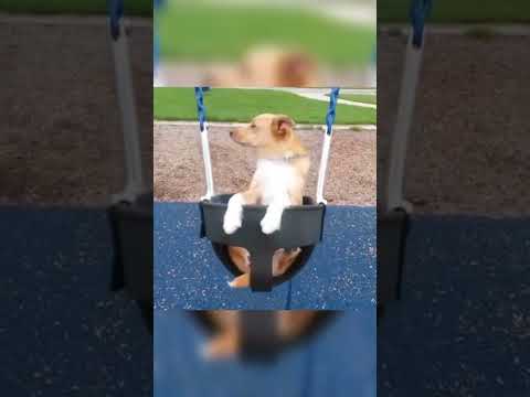 cute doggy ❤️❤️#ytshorts #funnyanimals #trending #100k #shortsvideo