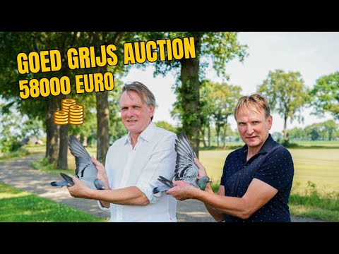 André & Bert Leideman Auction: Top Racing Pigeons on PIPA | Exclusive Presentation
