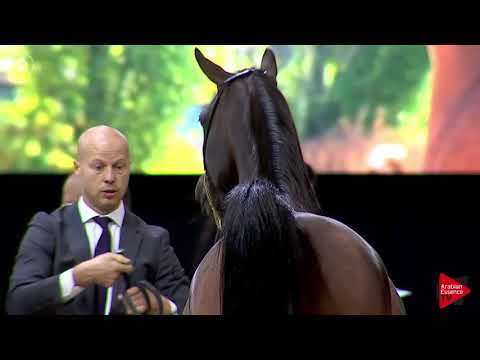 N.148 JV NERINA - Lier 2018 - 6-7 Years Old Mares (Class 8)