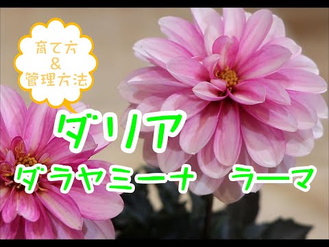 園芸 レッドラベルのダリア