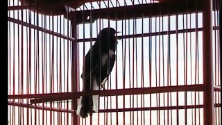 Download lagu The song of the magpie robin to lure other magpie robins #birds #kacer #kicaumania  mp3