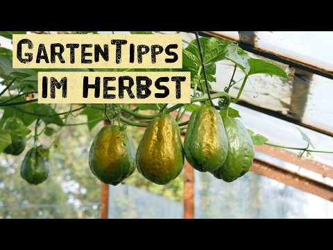 Herbstliche Selbstversorgung: Frostresistente Zitronen, Chayoten & mehr