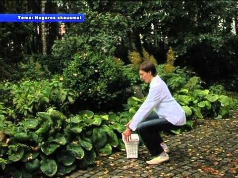 Geriausi pilvo pūtimas ir skausmas idėjos