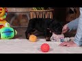Mixed Breed dogs for sale: Sally - Video 1