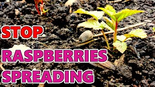 How to STOP Raspberry Roots from Spreading