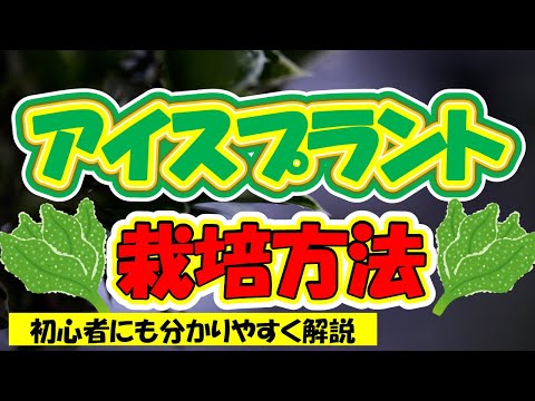 アイスプラント 植物