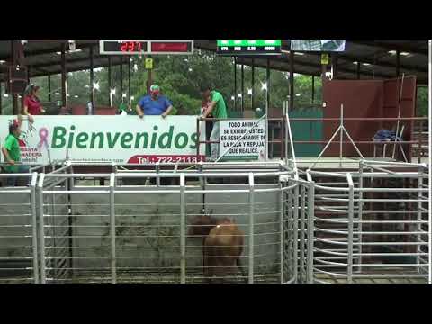 SUBASTA GANADERA DE PANAMA,BOQUERON 23/10/2025