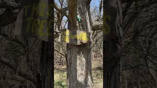 Hug a Tree - Grounding with Nature