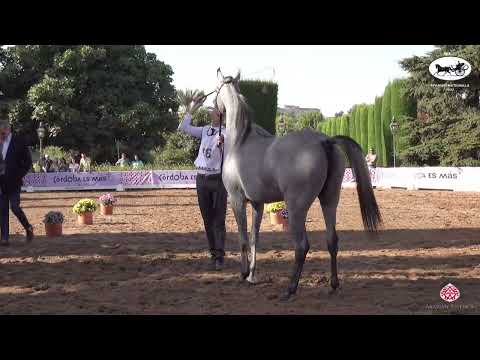N 18 ABHA FAWARAH   Spanish Nationals 2022   Fillies 2 Years Old Class 2