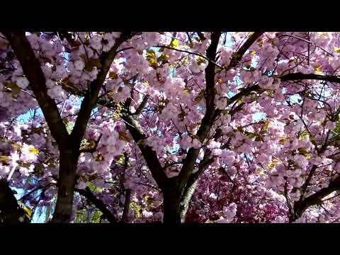 Japanese Cherry Blossom Tree blooming during Spring in Serbia (Zemun, Belgrade)