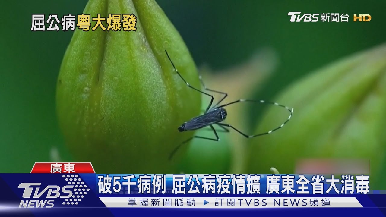 傳染力堪比新冠!廣東屈公病擴散 R0值達7專家憂蔓延速度快