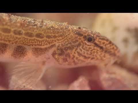 Warta - przyroda rzeki i jej zagrożenia