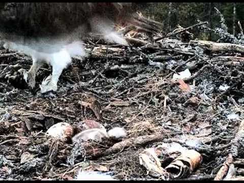 ESTLAT Osprey Nest - The second egg is hatching II. 16.06.2012. 22:22