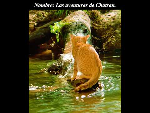 El gatito puso su cola en el lago para pescar.