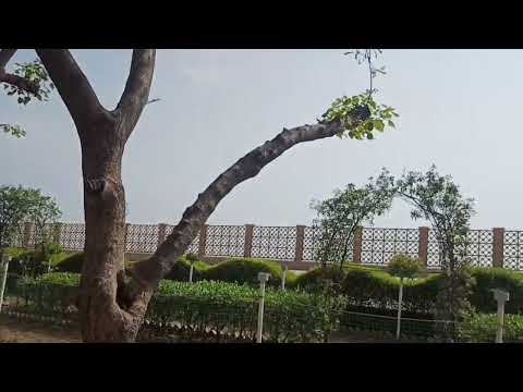 Tithal Vlog|Tithal Beach Vlog|Ripal Patel Vlog